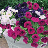 Aero Seeds Petunia Mix Flower Seeds (100 Seeds)