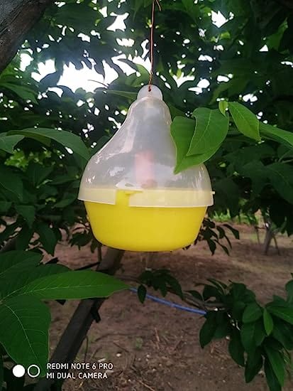 Sk Agrotech Bactrocera cucurbitae - Melon Fly pheromone Lure & mac Phill Trap Set