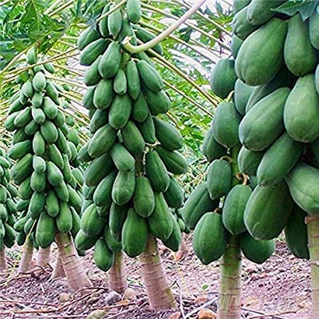 RPG Organic Dwarf Hovey Papaya Seeds (30 Seeds)