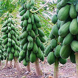 RPG Organic Dwarf Hovey Papaya Seeds (30 Seeds)