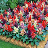 Aero Seeds Salvia Mix Colour Seeds (100 Seeds)