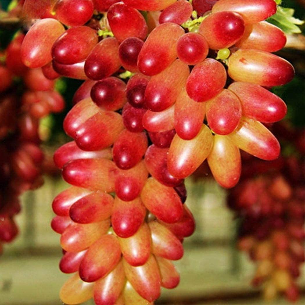 RPG Rare Grape Fruit Seed "Muscat Red" 20 Fruit Seeds