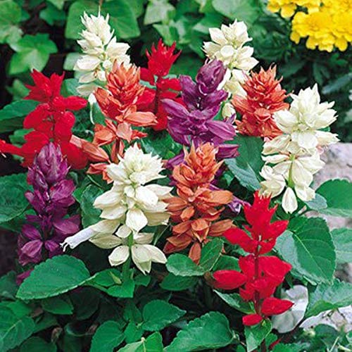 Aero Seeds Salvia Mix Colour Seeds (100 Seeds)