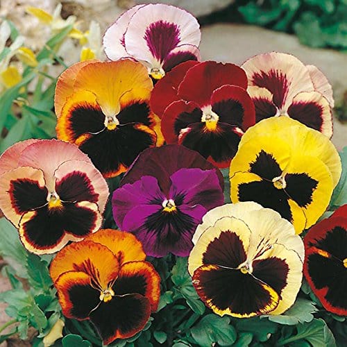 RPG Pansy "Swiss Giants Mixed" Flower Seed (30 Seeds)