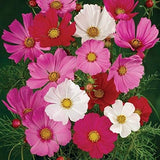 Aero Seeds Cosmos Mix Flower Seeds (50 Seeds per packet)