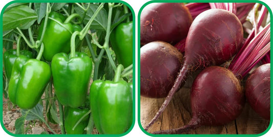 Aero Seeds Beetroot (100 Seeds) and Capsicum Seeds (30 Seeds) - Combo Pack