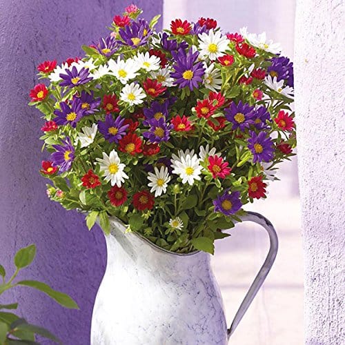 RPG Aster "Palette Mixed" Flower Seed (30 Seeds)