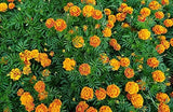 Aero Seeds African Marigold Flower (100 Seeds)