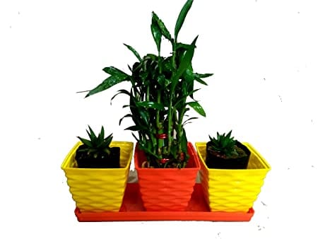 VGreen Garden Lutino Table Decor Planter Set (6 Pot + 2 Bottom Tray)