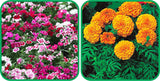 Aero Seeds African Marigold Mix Seeds (50 Seeds) and Dianthus Mix Colour Seeds (50 Seeds) - Combo Pack