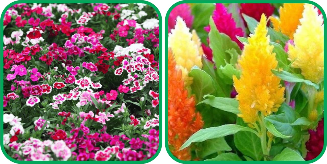 Aero Seeds Closia Pulmosia Mix Colour (50 Seeds) and Dianthus Mix Colour Seeds (50 Seeds) - Combo Pack