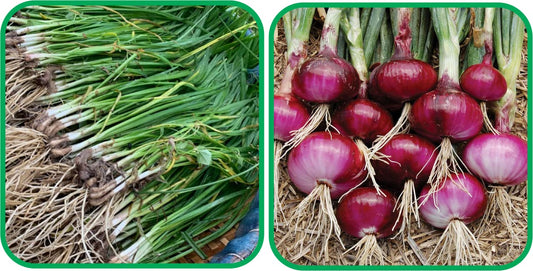 Aero Seeds Red Onion (200 Seeds) and Garlic Chives Seeds (30 Seeds) - Combo Pack