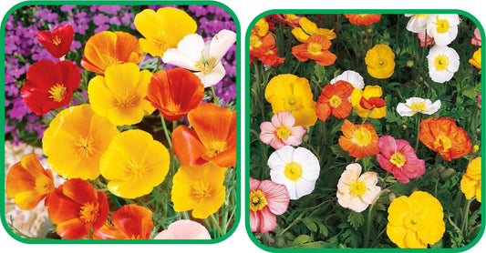 Aero Seeds Poppy Iceland Mix Seeds (50 Seeds) and Poppy California Mix Colour Seeds (50 Seeds) - Combo Pack