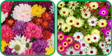 Aero Seeds Ice Flower Mix Colour (50 Seeds) and Chrysanthemum Mix Colour Seeds (50 Seeds) - Combo Pack