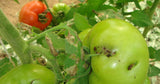 Green Revolution Pheromone Lure For Tomato Leaf Miner (Tuta Absoluta)