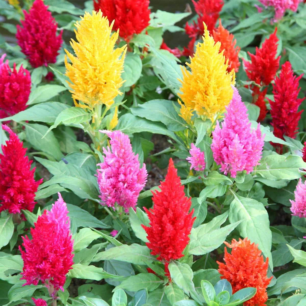 Buy Celosia Pulmosa Flower Seeds (100 Seeds) at Best Price in India