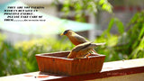 Om Craft Villa Terracotta Earth Brown Square Bird Bath