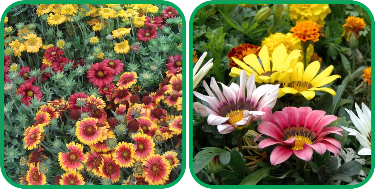 Aero Seeds Gazania Mix Colour (50 Seeds) and Gaillardia Aristata Mix Colour Seeds (50 Seeds) - Combo Pack