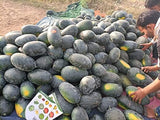 Shine Brand Seeds F1 Creta (Ice Box) Watermelon/ Tarbooj Seeds