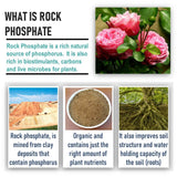 Shiviproducts Organic Nutrient Rich Rock Phosphate Fertilizers (900 gm)