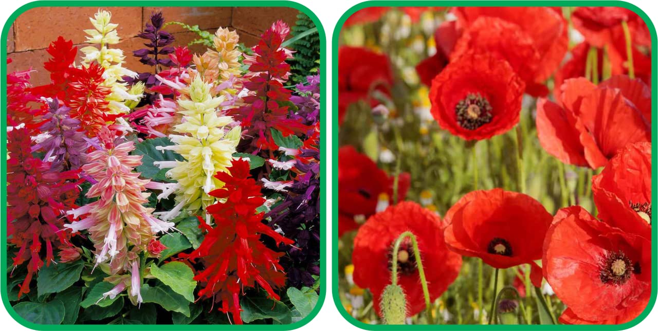 Aero Seeds Poppy Red (50 Seeds) and Salvia Mix Colour Seeds (50 Seeds) - Combo Pack