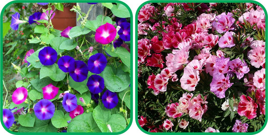 Aero Seeds Clarkia Mix Seeds (50 Seeds) and Morning Glory Mix Colour Seeds (50 Seeds) - Combo Pack