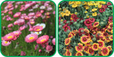 Aero Seeds Gaillardia Aristata Mix Colour (50 Seeds) and Acroclinium Mix Colour Seeds (50 Seeds) - Combo Pack