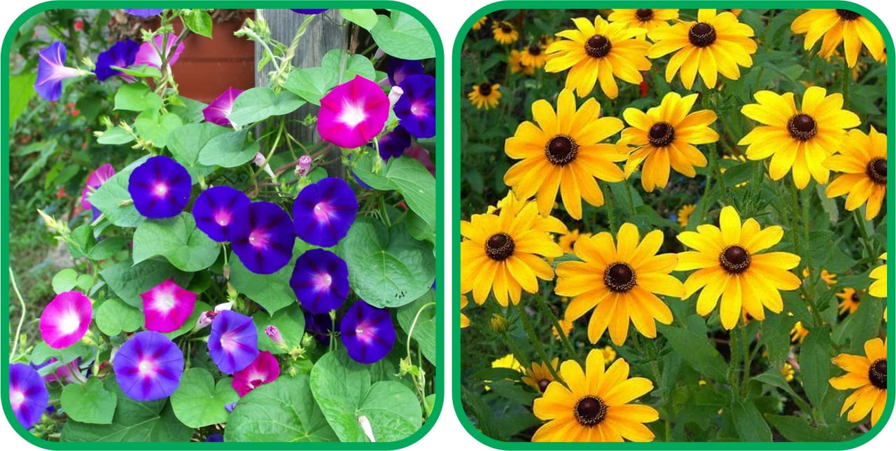 Aero Seeds Sunflower Miniature (50 Seeds) and Morning Glory Mix Colour Flower Seeds (50 Seeds) - Combo Pack