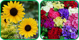 Aero Seeds Philox Mix Colour (50 Seeds) and Sunflower Seeds Mix Colour (50 Seeds) - Combo Pack