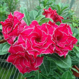 RPG Desert Rose Adenium 10 Seeds Pack - Variety: ADM30