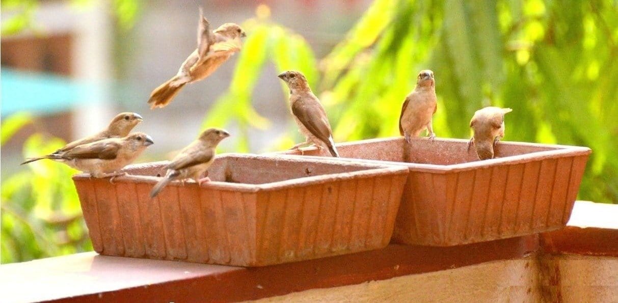Om Craft Villa Terracotta Bird Bath/Bird Water Feeder