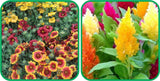 Aero Seeds Closia Pulmosia Mix Seeds (50 Seeds) and Gaillardia Aristata Mix Colour Seeds (50 Seeds) - Combo Pack