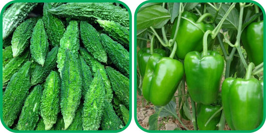 Aero Seeds Capsicum (30 Seeds) and Bitter Gourd Seeds (30 Seeds) - Combo Pack