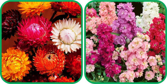 Aero Seeds Stock Flower Mix Colour (50 Seeds) and Helichrysum Mix Colour Seeds (50 Seeds) - Combo Pack