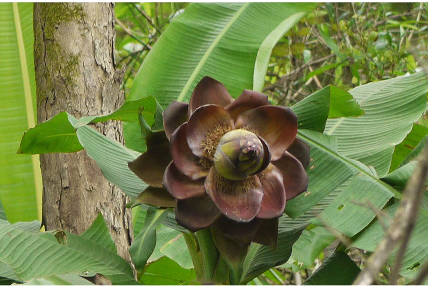 RPG Rare Wild Banana "Ensete Superbum" Fruit Seed (5 Seeds)