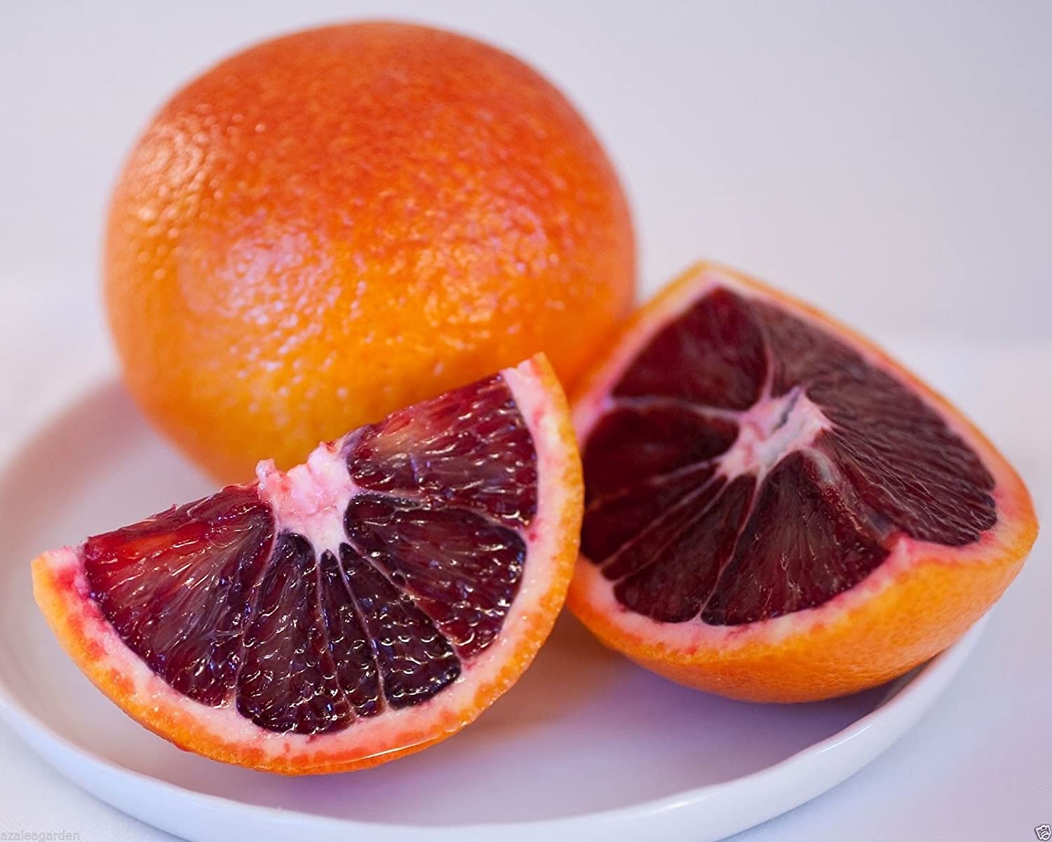 RPG M-Technologies 10 Blood Tropical Orange Seeds