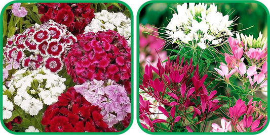 Aero Seeds Cleome Spinosa Mix Seeds (50 Seeds) and Sweet William Mix Colour Seeds (50 Seeds) - Combo Pack