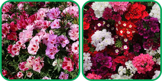 Aero Seeds Verbena Mix Seeds (50 Seeds) and Clarkia Mix Colour Seeds (50 Seeds) - Combo Pack