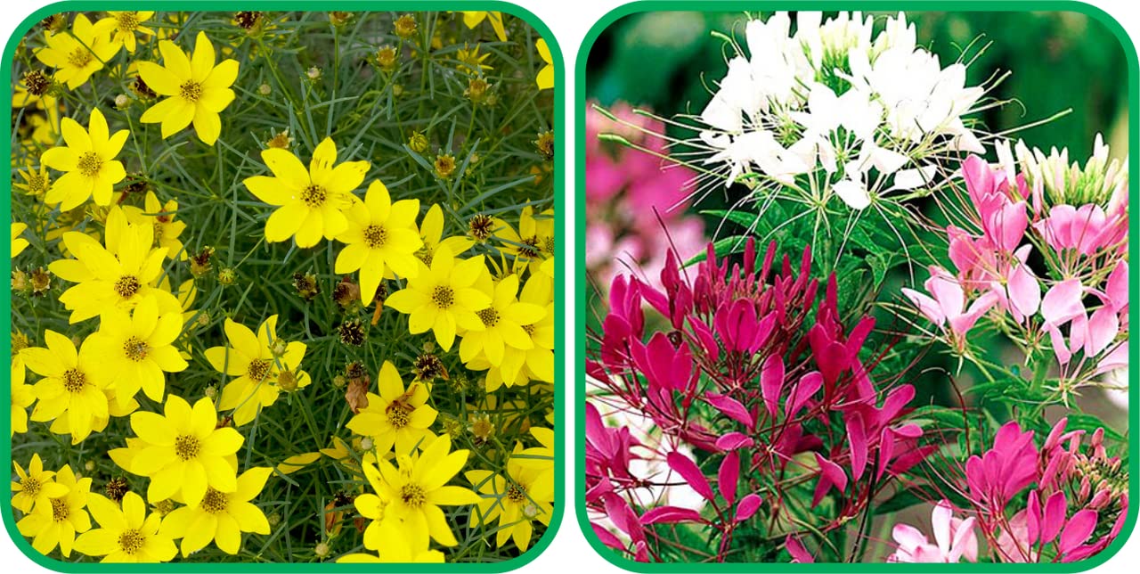 Aero Seeds Cleome Spinosa Mix Seeds (50 Seeds) and Coreopsis Mix Colour Seeds (50 Seeds) - Combo Pack