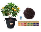 Pindfresh Soilless Gardening Grow Bag Combo 2 (Growbag, Growmix, Seeds and Nutrients)