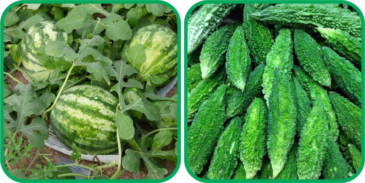 Aero Seeds Bitter Gourd (30 Seeds) and Watermelon Seeds (30 Seeds) - Combo Pack