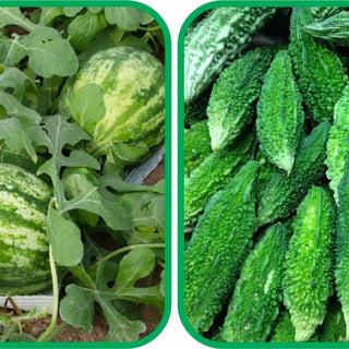 Bitter Gourd (30 Seeds) and Watermelon Seeds (30 Seeds) - Combo Pack