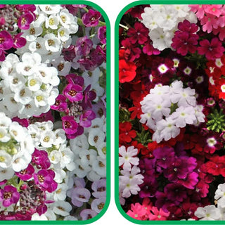 Verbena Mix Colour (50 Seeds) and Alyssum Mix Colour Seeds (50 Seeds) - Combo Pack