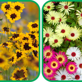 Ice Flower Mix Colour (50 Seeds) and Calliopsis Mix Colour Seeds (50 Seeds) - Combo Pack