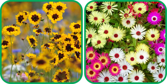 Aero Seeds Ice Flower Mix Colour (50 Seeds) and Calliopsis Mix Colour Seeds (50 Seeds) - Combo Pack