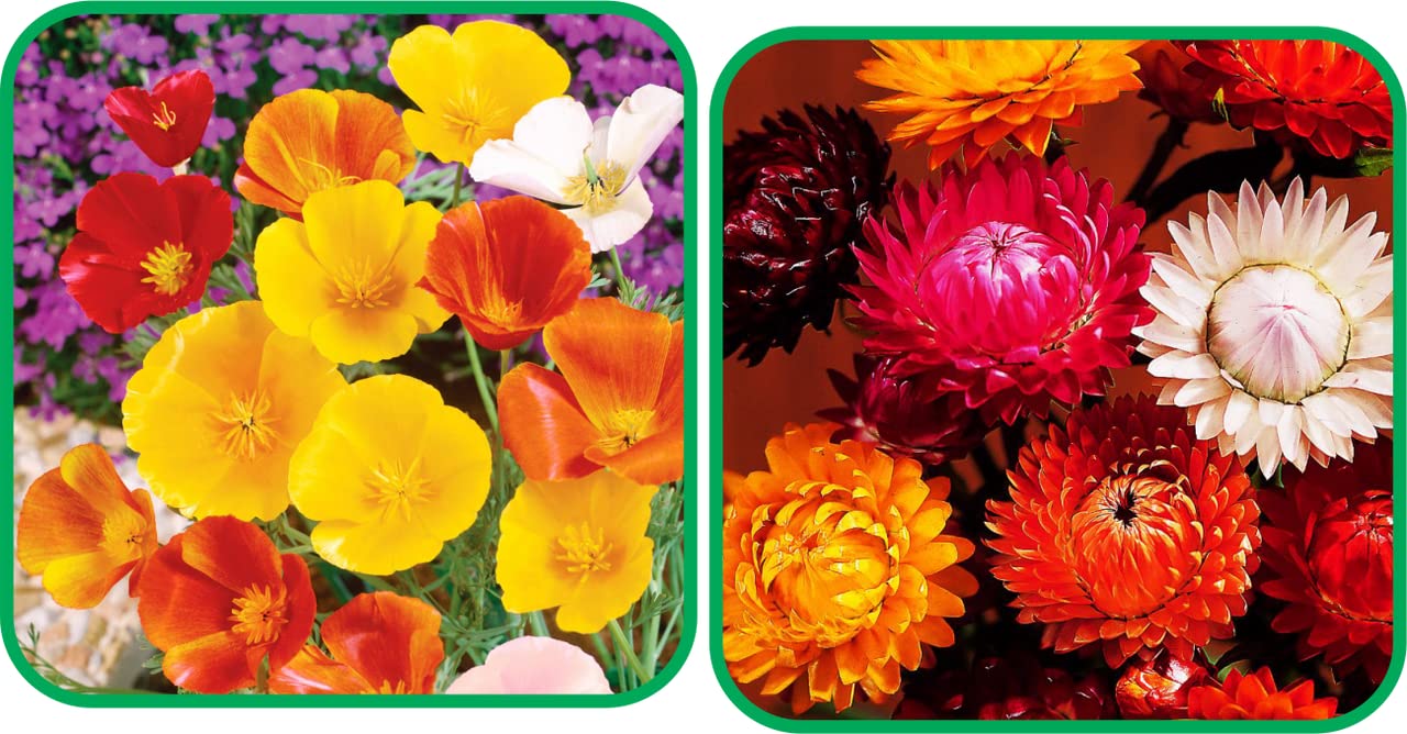 Aero Seeds Helichrysum Mix Colour (50 Seeds) and Poppy California Flower Seeds (50 Seeds) - Combo Pack