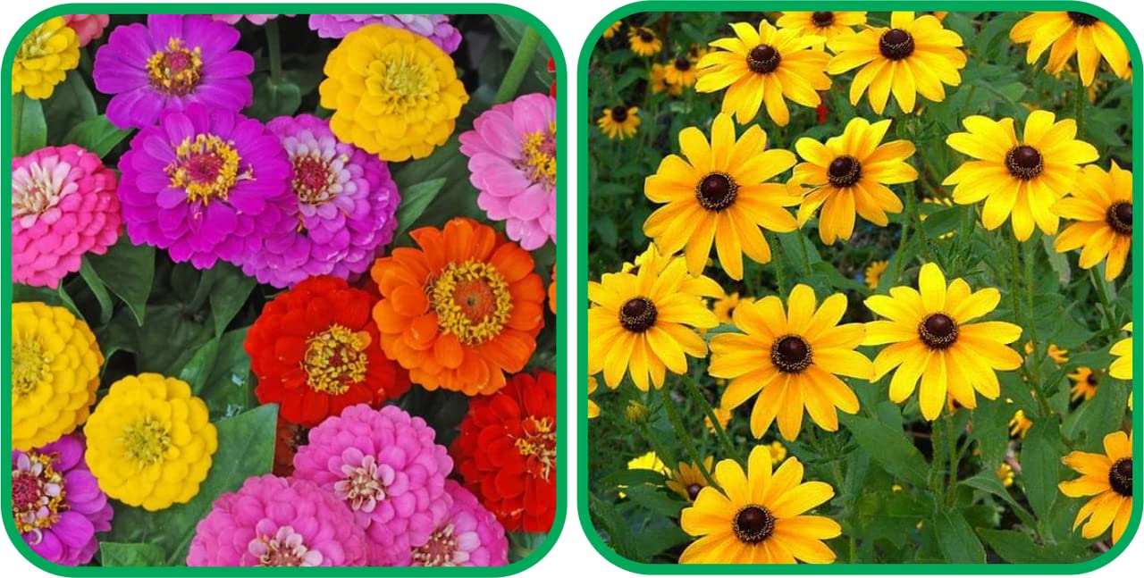Aero Seeds Sunflower Miniature (50 Seeds) and Zinnia Flower Seeds Mix Colour (50 Seeds) - Combo Pack