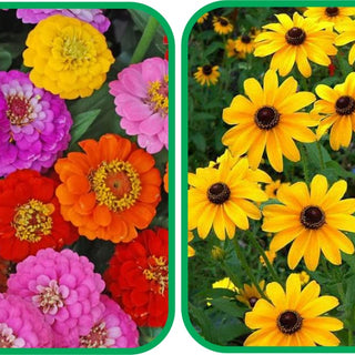Sunflower Miniature (50 Seeds) and Zinnia Flower Seeds Mix Colour (50 Seeds) - Combo Pack