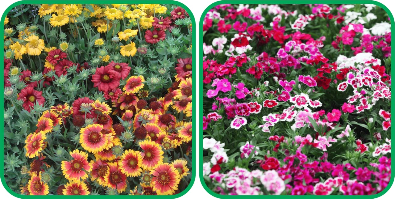 Aero Seeds Dianthus Mix Colour (50 Seeds) and Gaillardia Aristata Mix Colour (50 Seeds) - Combo Pack