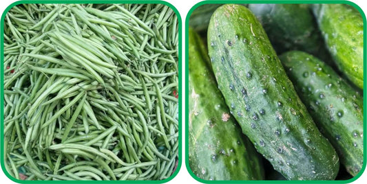 Aero Seeds Cucumber (30 Seeds) and French Beans Seeds (30 Seeds) - Combo Pack